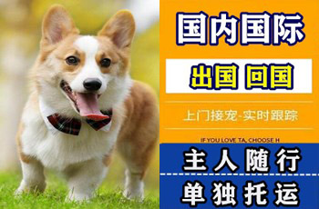 马鞍山宠物托运公司马鞍山宠物托运公司马鞍山宠物托运公司