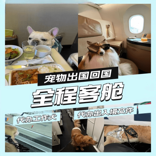 马鞍山宠物托运到白俄罗斯宠物入境规定和要求